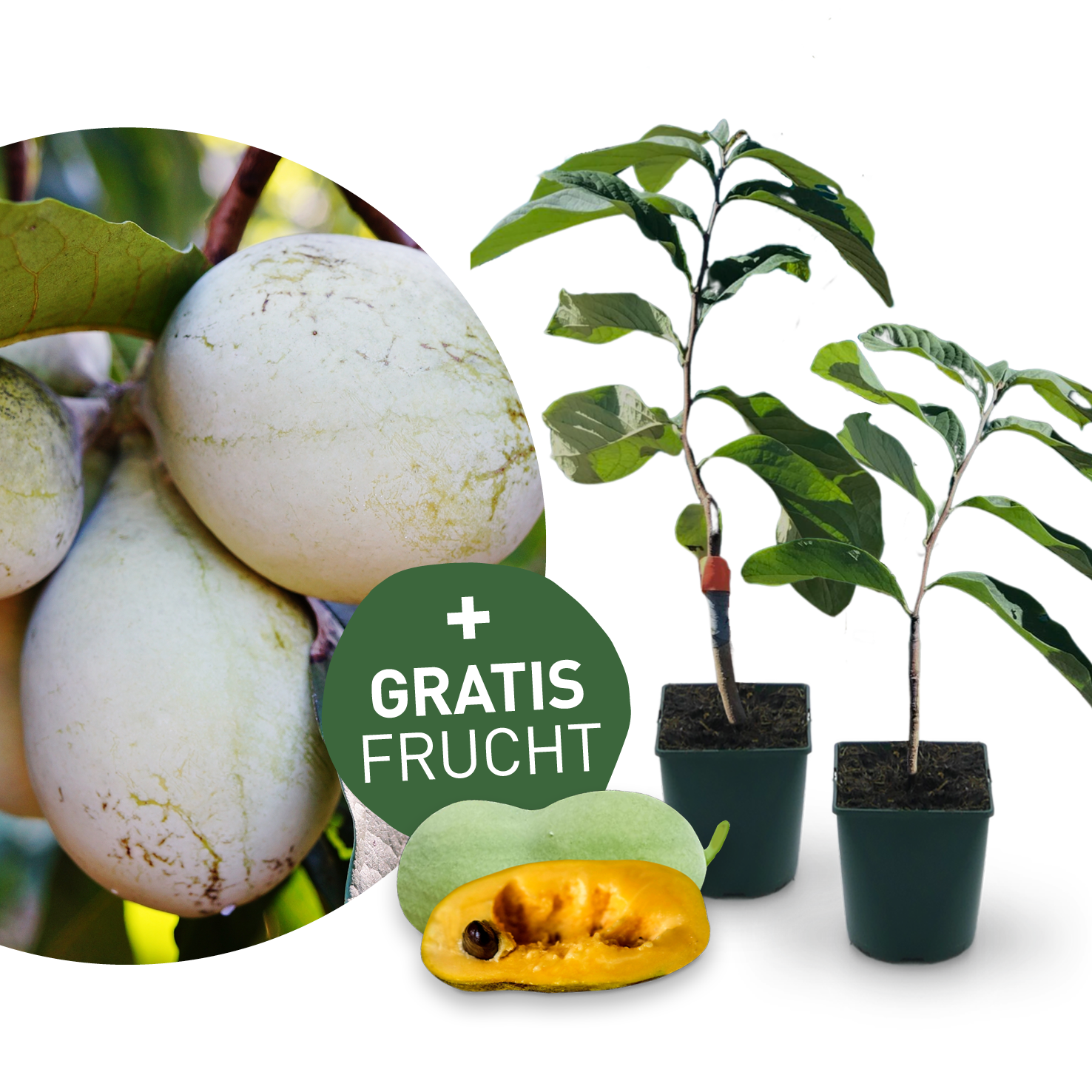 Entdecke mich: Indianerbanane Pawpaw