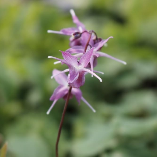 Epimedium grandiflorum 'Lilafee'