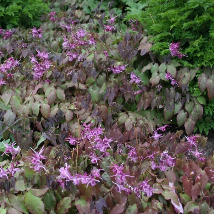 Epimedium grandiflorum 'Lilafee'