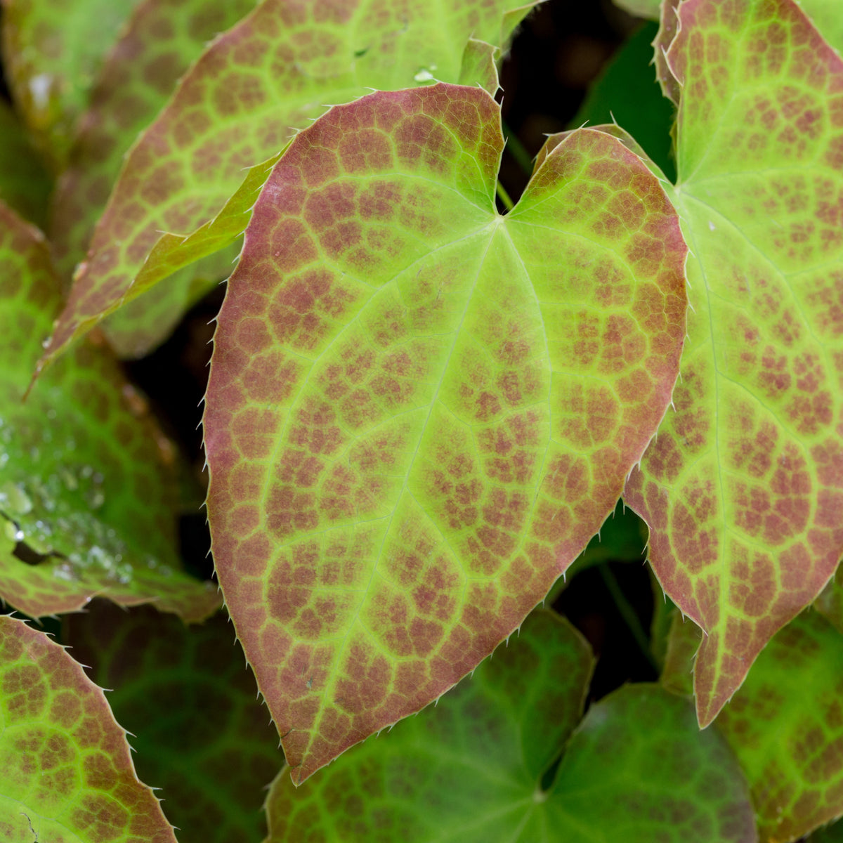 Epimedium x perralchicum 'Frohnleiten'