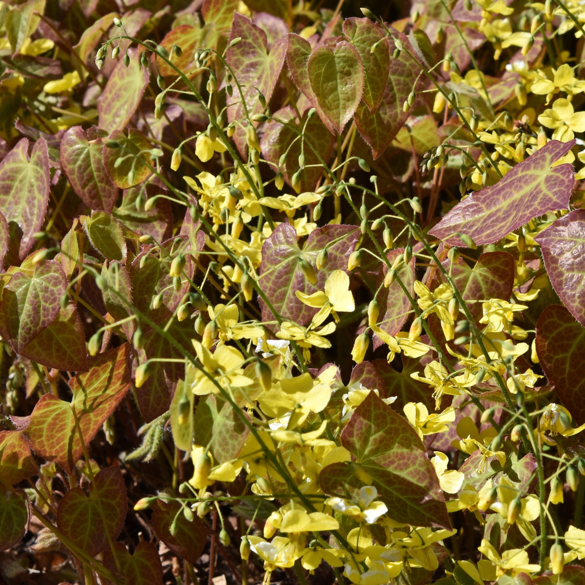 Epimedium x perralchicum 'Frohnleiten'