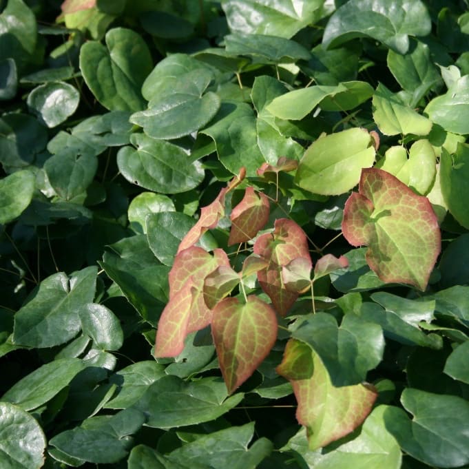 Epimedium x warleyense 'Orangekönigin'