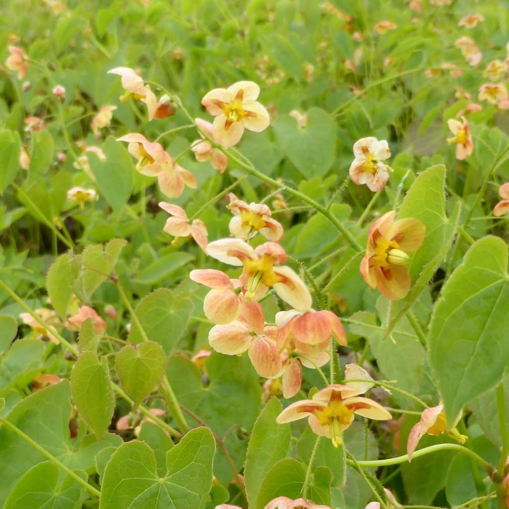 Epimedium x warleyense 'Orangekönigin'