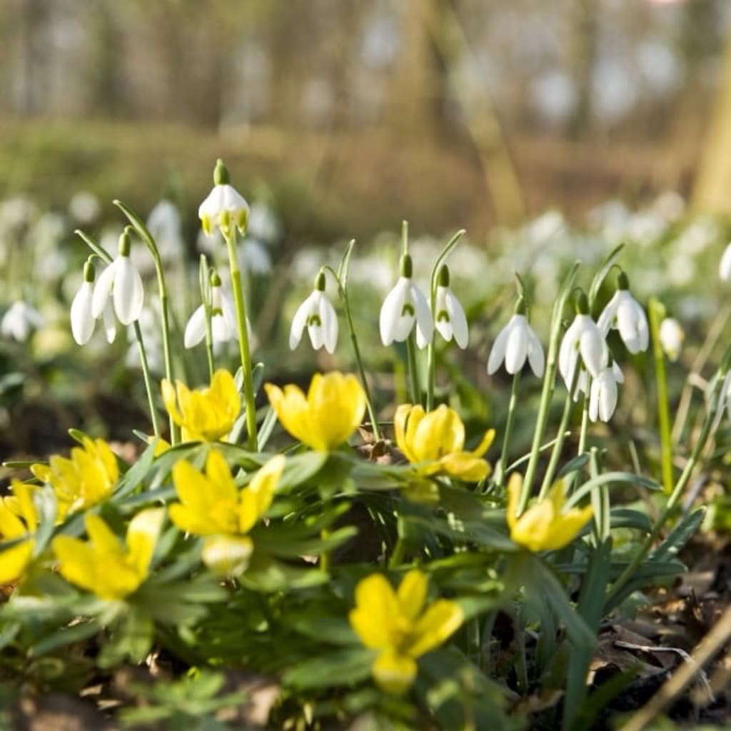 Eranthis cilicica
