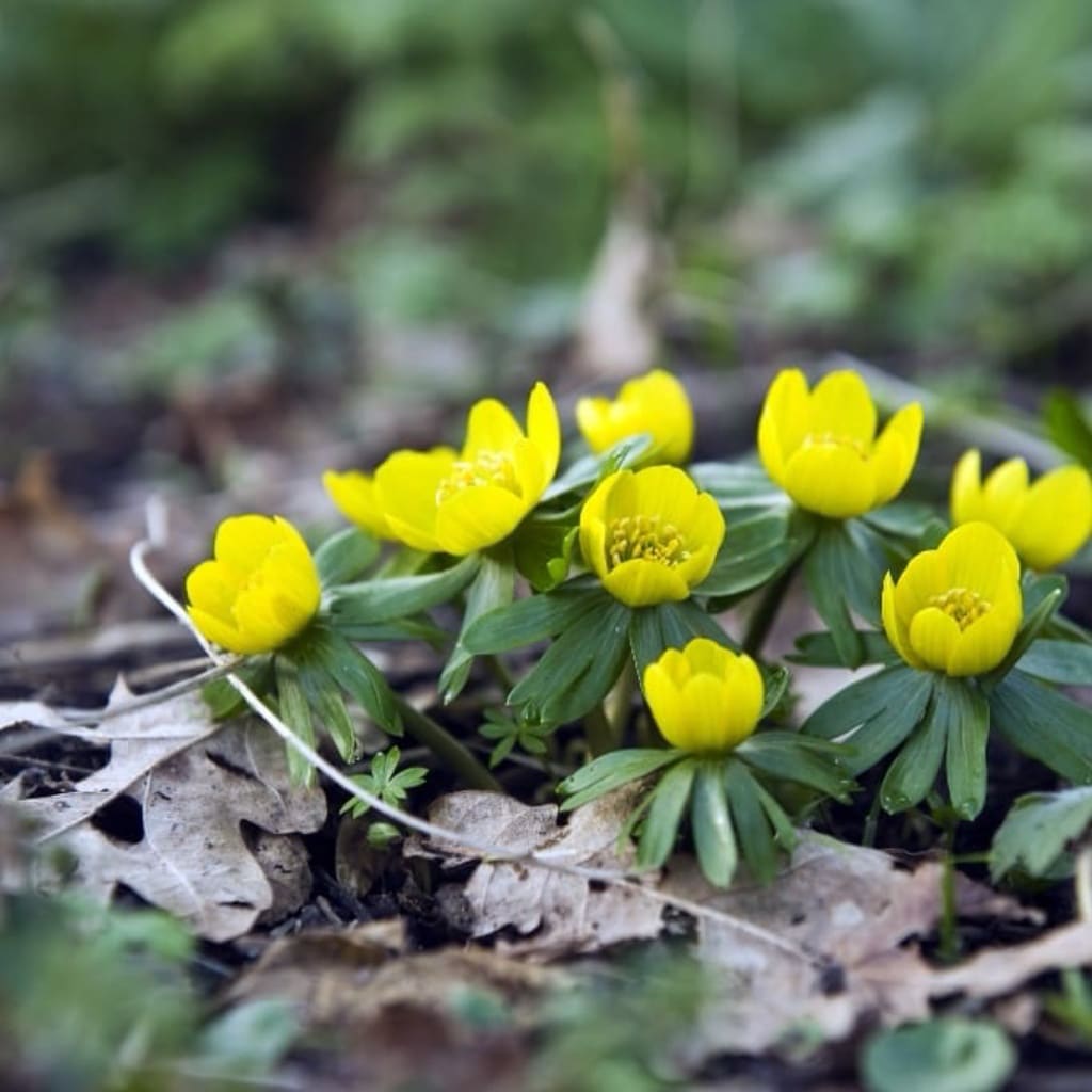 Eranthis cilicica