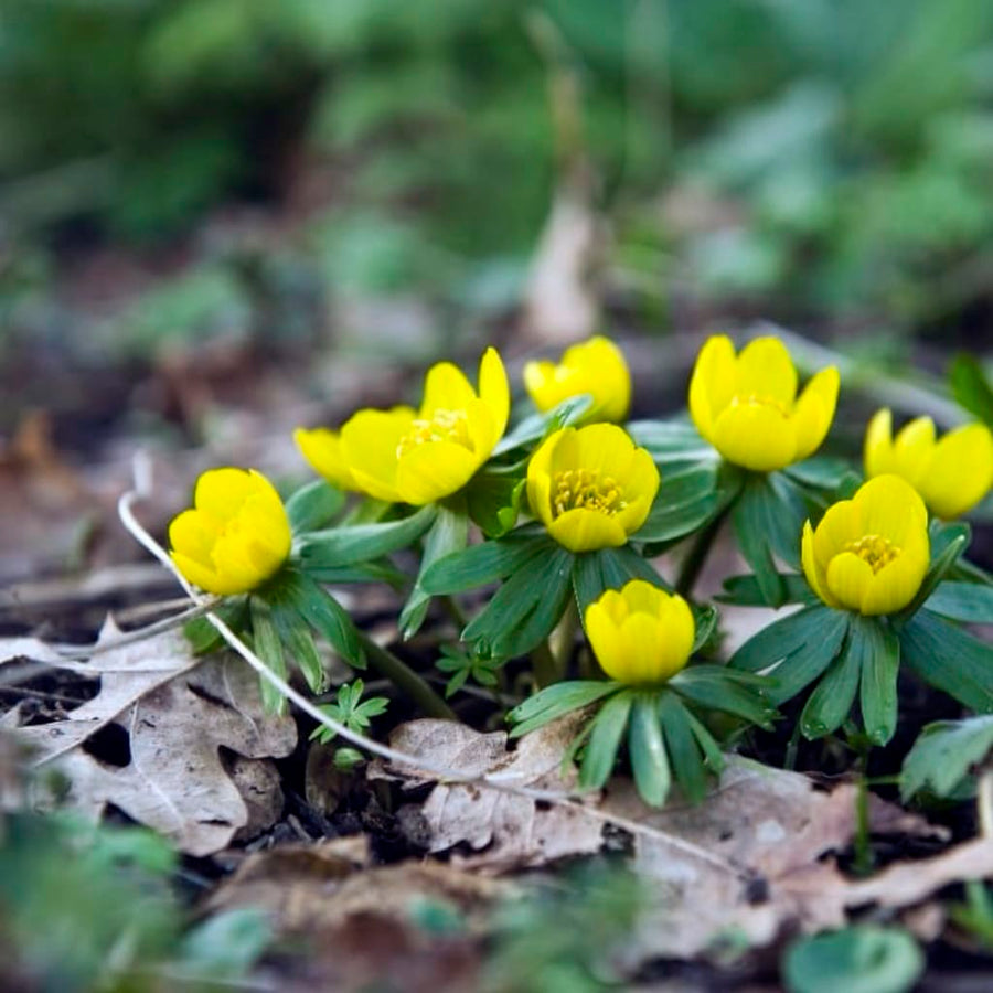 Eranthis cilicica