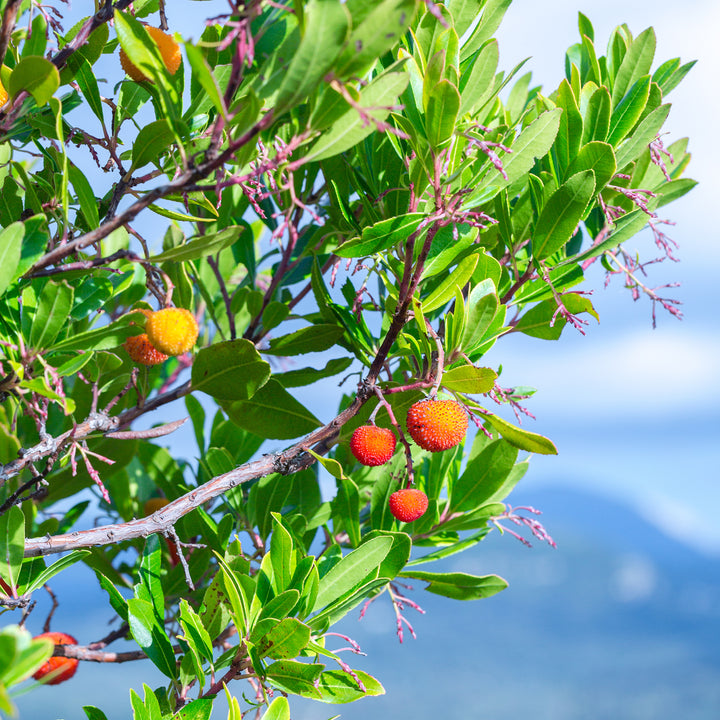 Arbutus unedo mit weißen Blüten