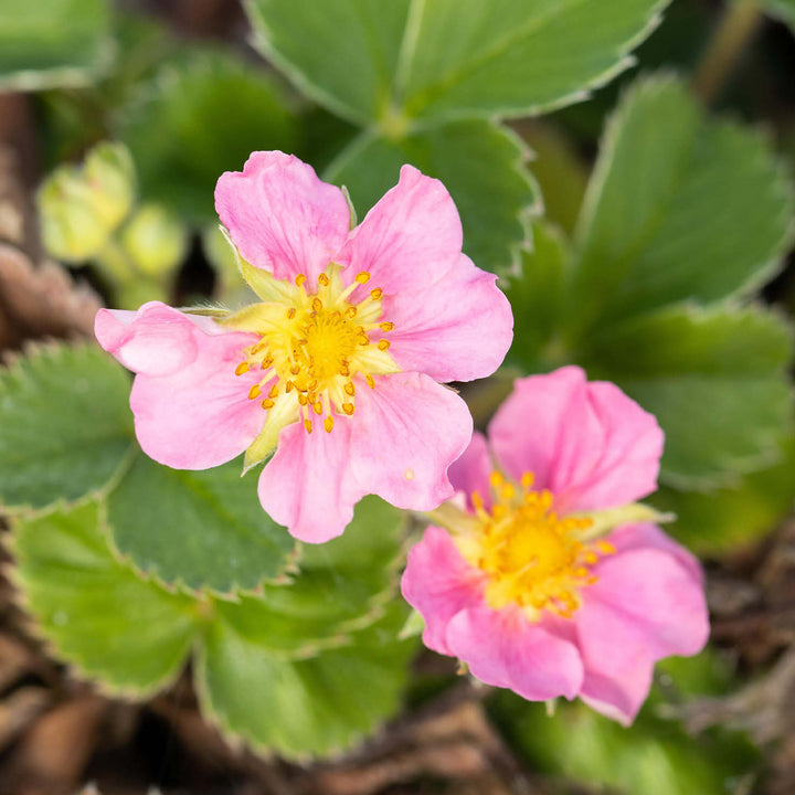Blüte der Erdbeere 'Pink Marathon'