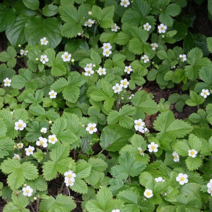 Erdbeere