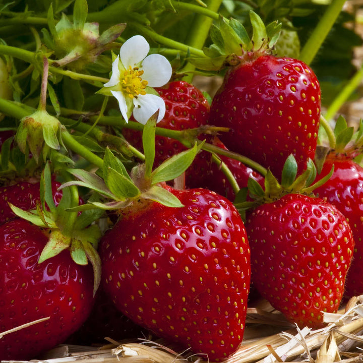 Früchte der Erdbeere 'Sweet Marathon'