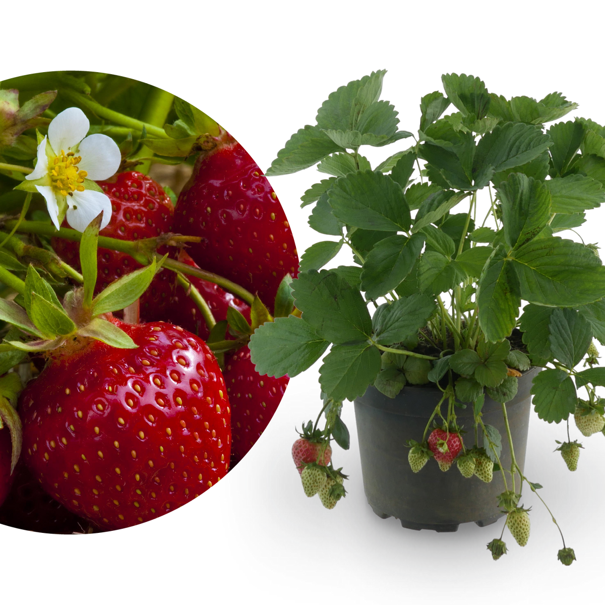 Balkonobst pflanzen: So geht‘s - Plantura Balkonobst pflanzen: So geht‘s - Plantura