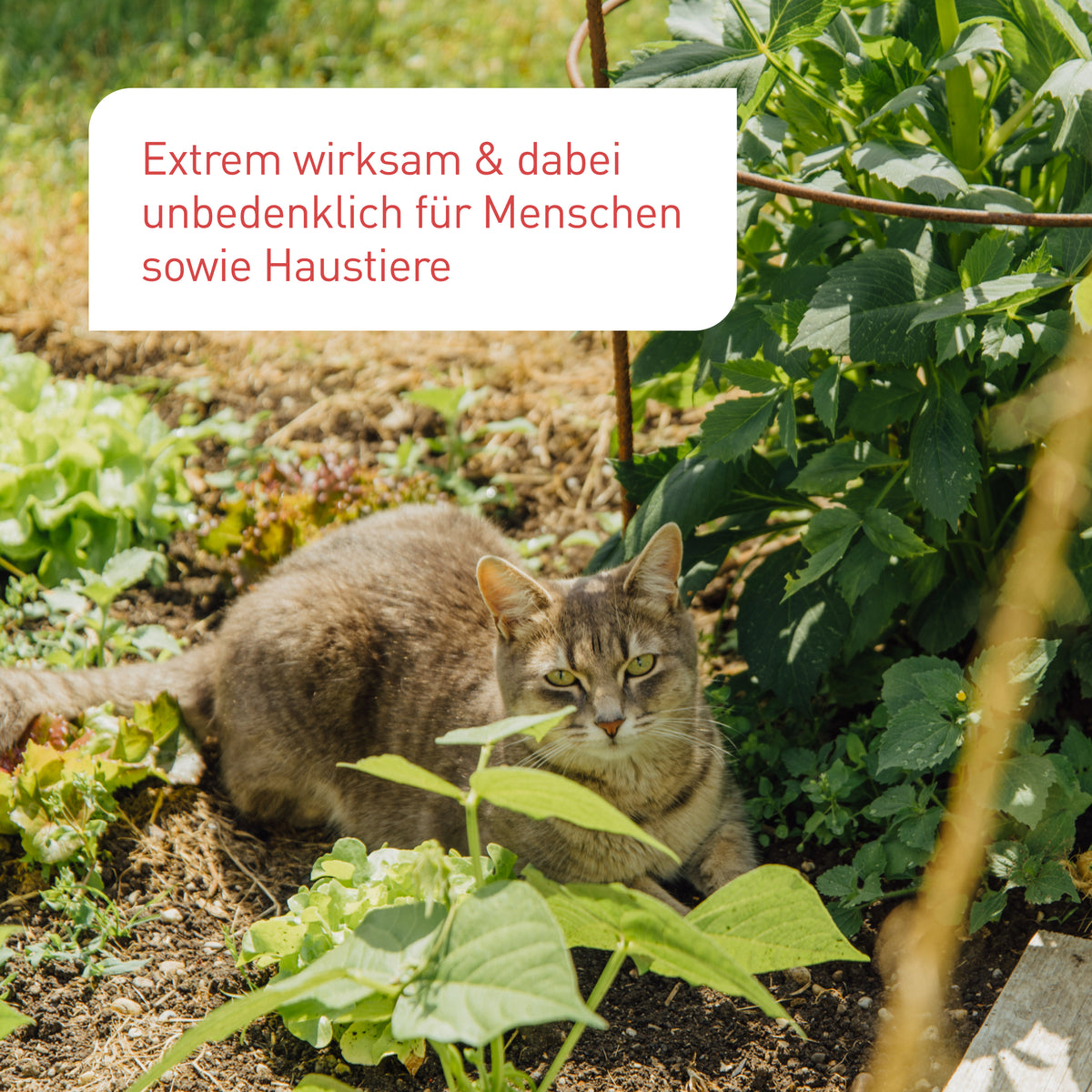 Unbedenkliche Schädlingsbekämpfung mit Nematoden