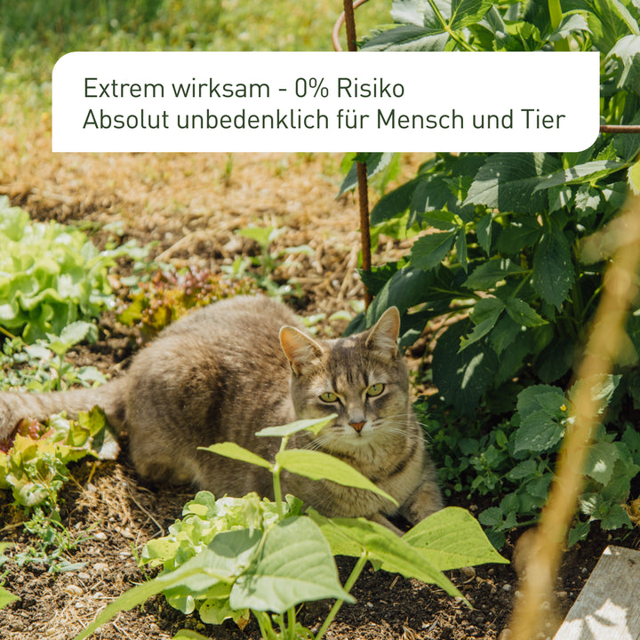 Unbedenkliche Schädlingsbekämpfung mit Nematoden