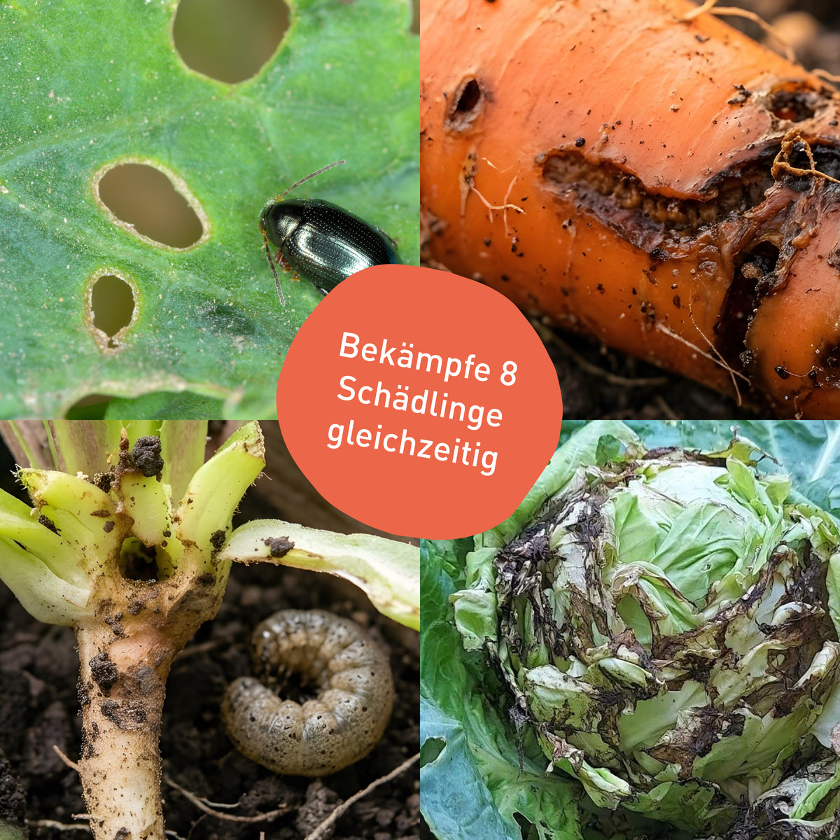 Bekämpfung von Erdflöhen, Möhrenfliegen, Erdraupen und Kohlfliegen