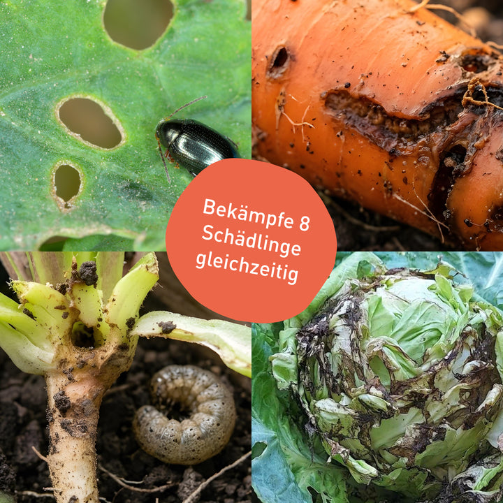 erdflöhe zimmerpflanzen Nematoden-Mix Gemüsebeet gegen Erdflöhe & Co