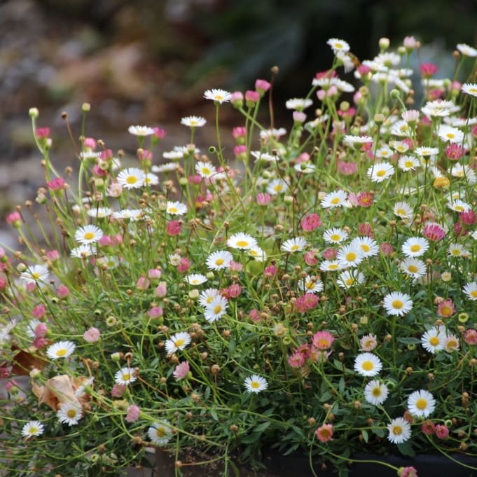 Erigeron karvinskianus 'Blütenmeer'
