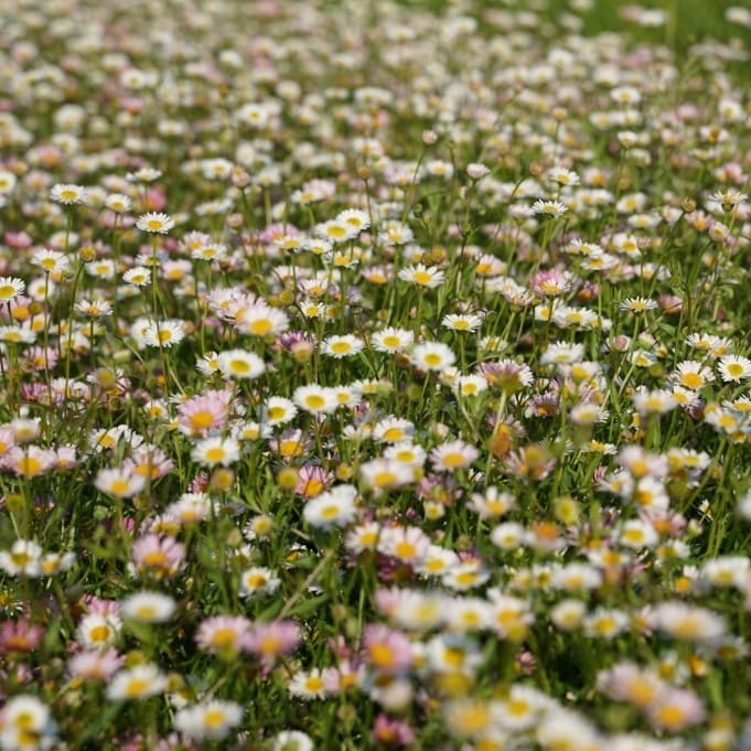 Erigeron karvinskianus 'Blütenmeer'