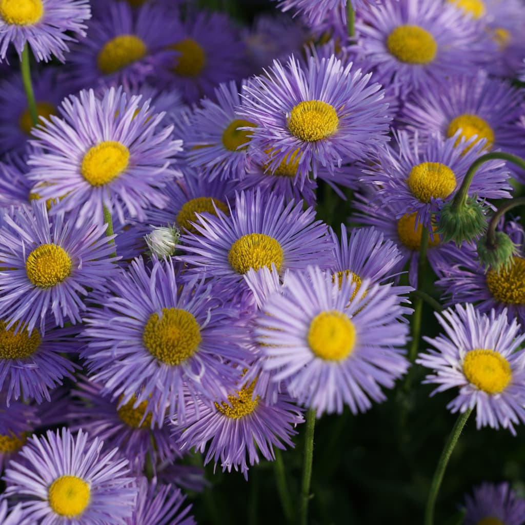 Erigeron speciosus 'Schöne Blaue'