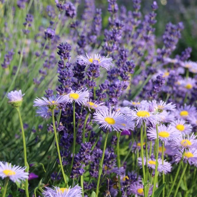 Erigeron speciosus 'Schöne Blaue'