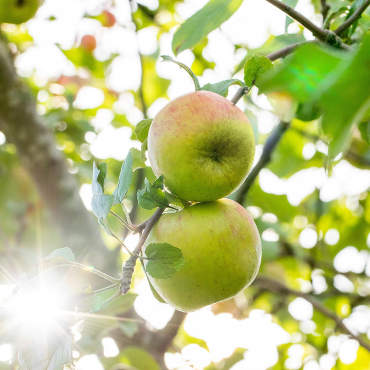 'Berlepsch'-Äpfel am Baum