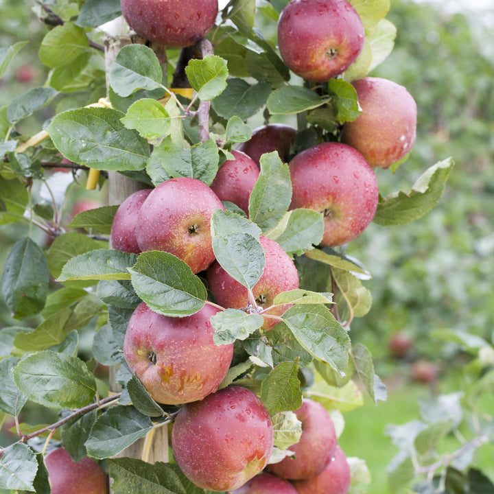 'Boskoop'-Äpfel am Baum