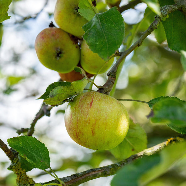 'Cox Orange Renette'-Äpfel am Baum