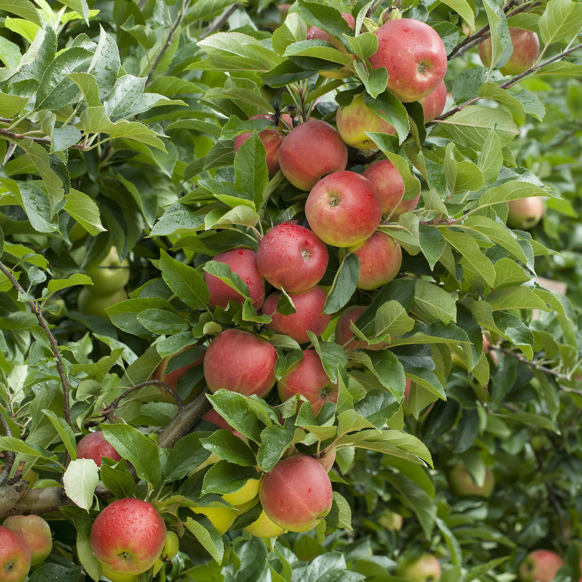 'Elstar'-Äpfel am Baum