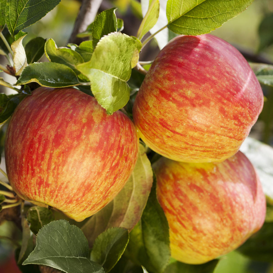 'Gewürzluiken'-Äpfel am Baum