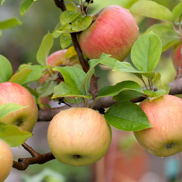 'Goldparmäne'-Äpfel am Baum