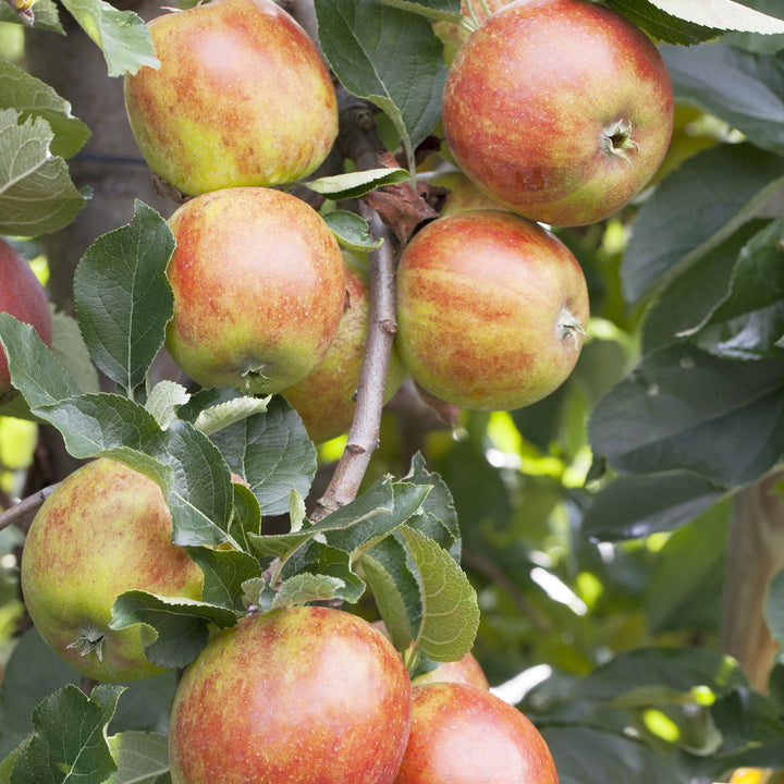 'Holsteiner Cox'-Äpfel am Baum