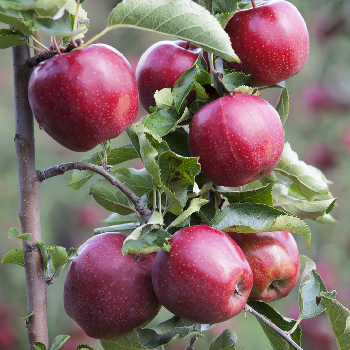 'Jonagold'®-Äpfel am Baum