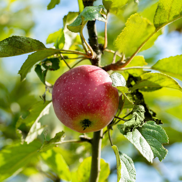 'Kaiser Wilhelm'-Äpfel am Baum