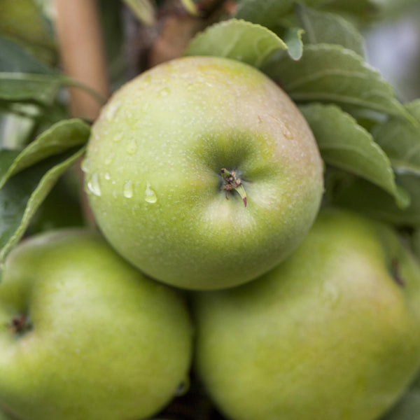 'Ontario'-Äpfel am Baum