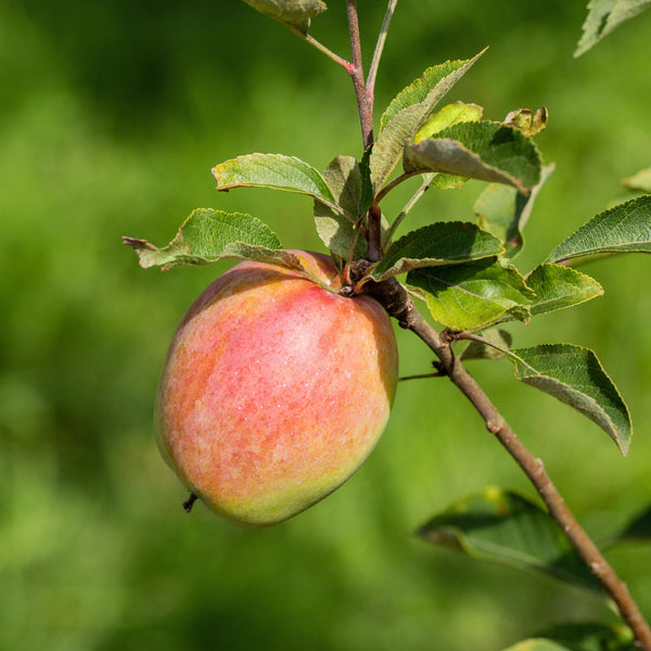 'Prinz Albrecht von Preußen'-Äpfel am Baum