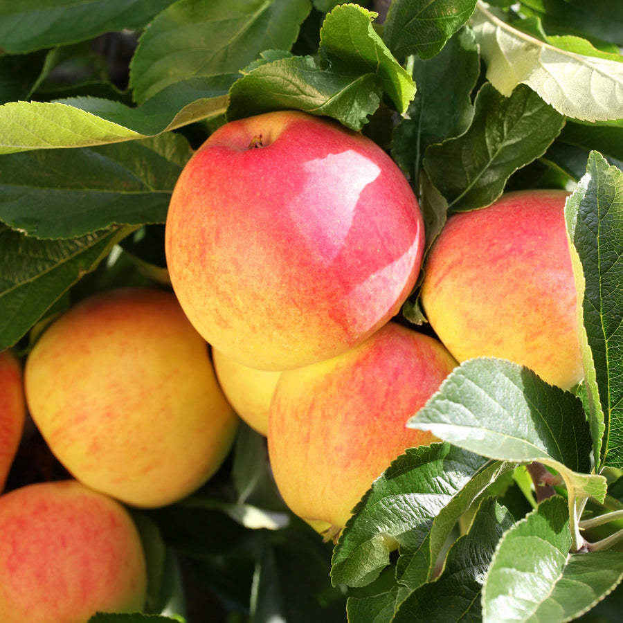 'Rebella'-Äpfel am Baum
