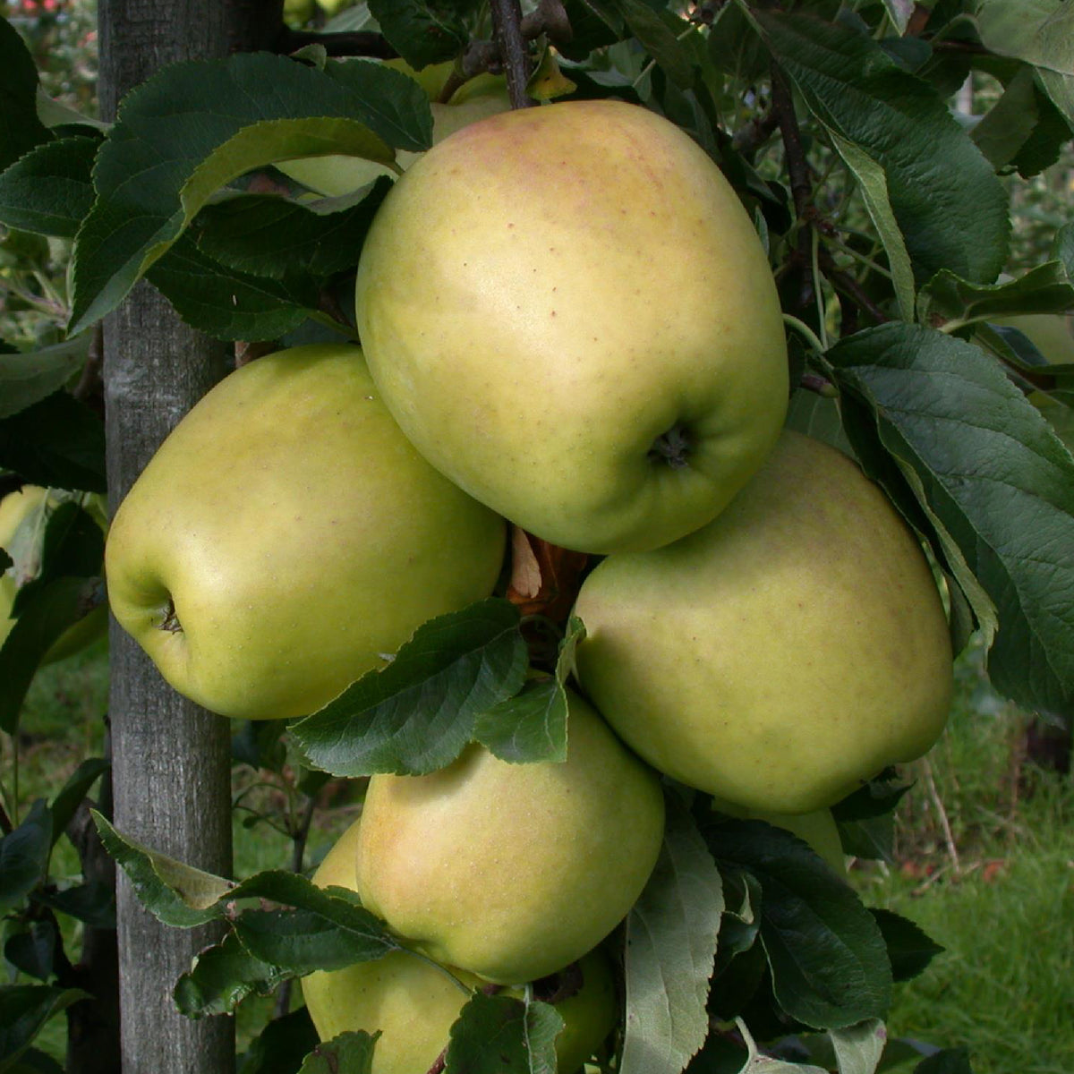 'Weißer Winterglockenapfel' am Baum