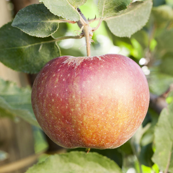 'Wellant'-Äpfel am Baum