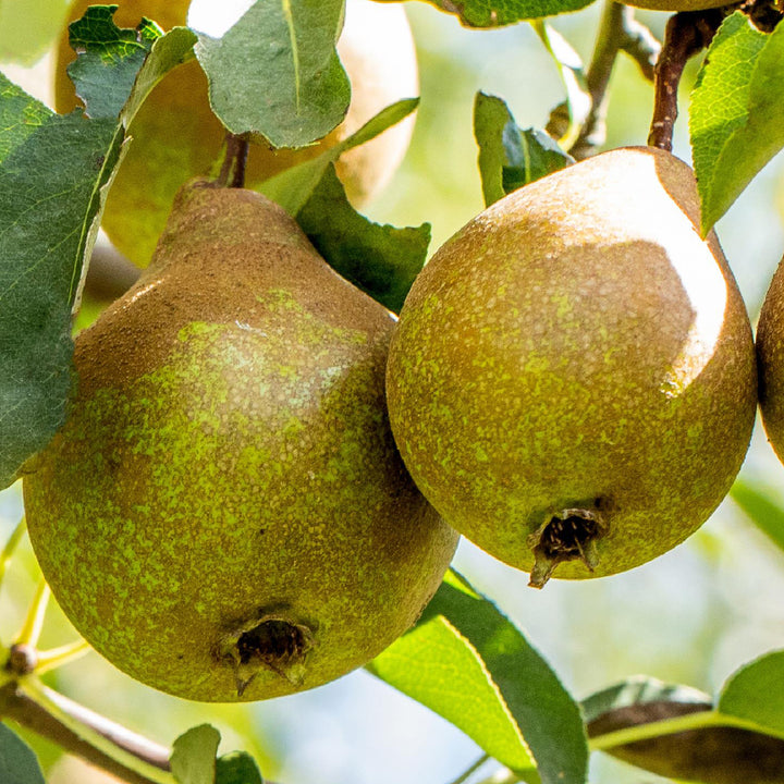 'Gute Luise'-Birnen am Baum