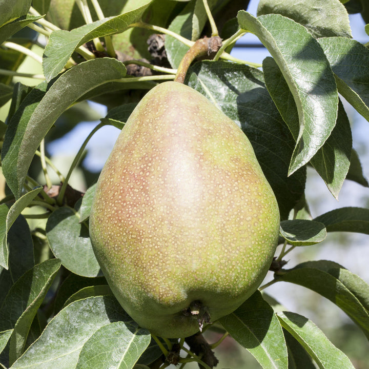 'Köstliche von Charneux'-Birnen am Baum