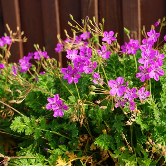 Erodium x hybridum