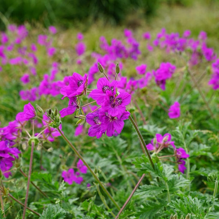 Erodium x hybridum