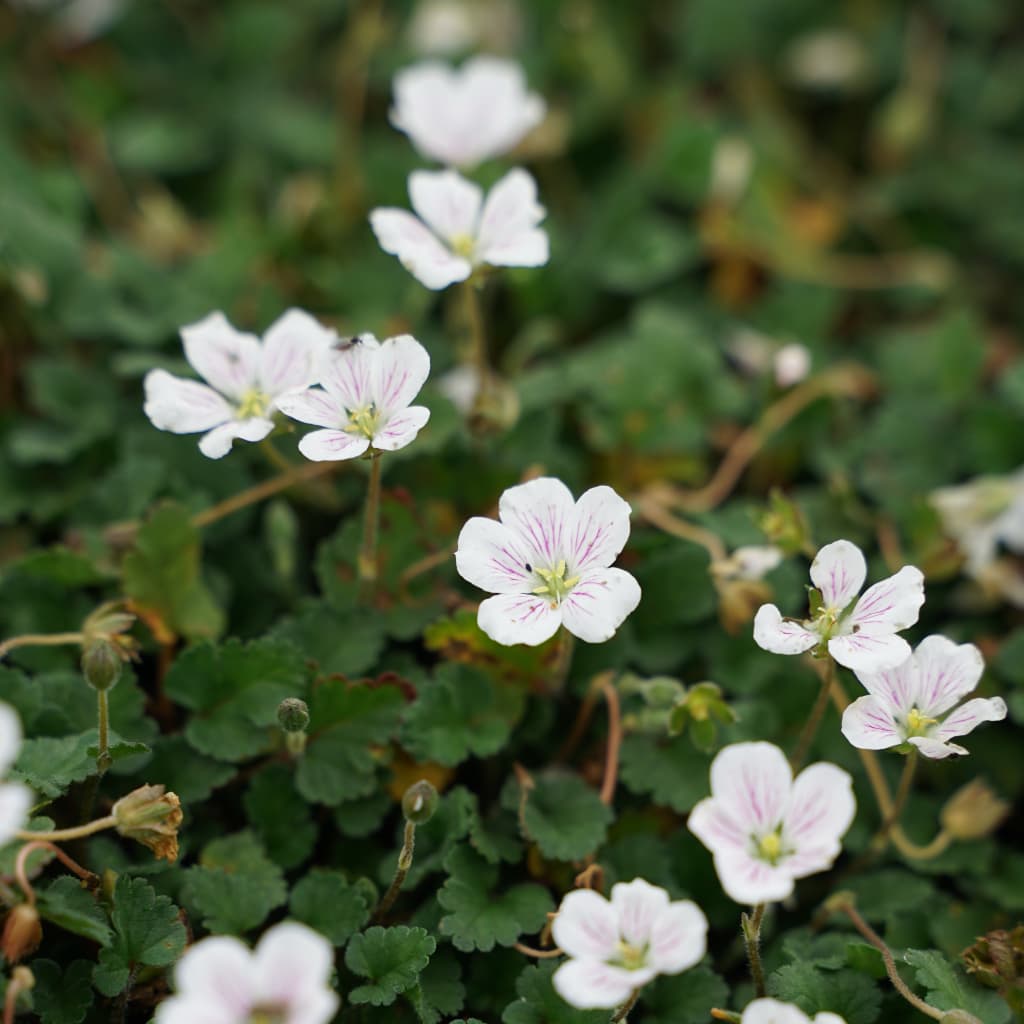 Erodium x variabile 'Album'