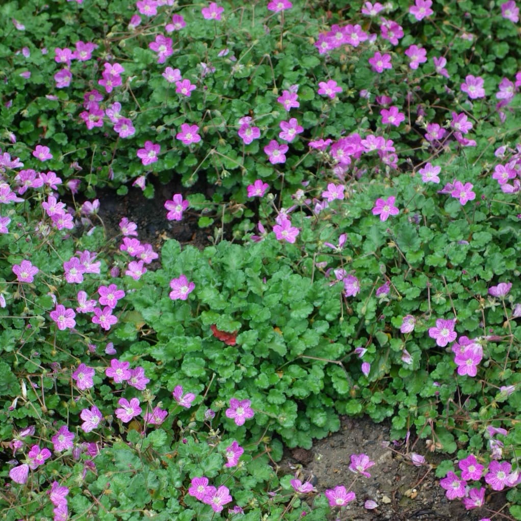 Erodium x variabile 'Bishop'