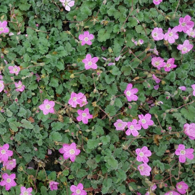 Erodium x variabile 'Bishop'