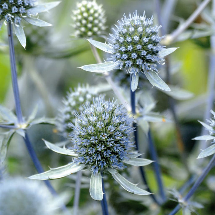 Eryngium planum 'Blue Hobbit'