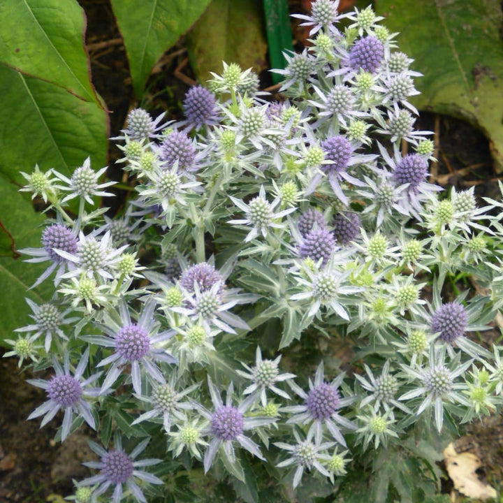 Eryngium planum 'Blue Hobbit'