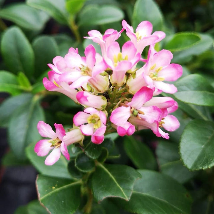 Escallonia 'Pink Elle'®