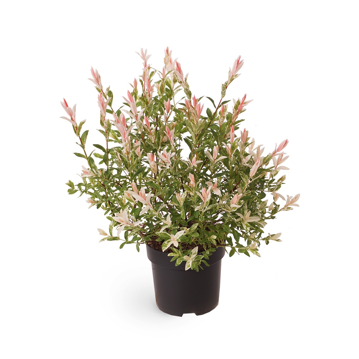 Eschenahorn 'Flamingo' Acer Outdoor