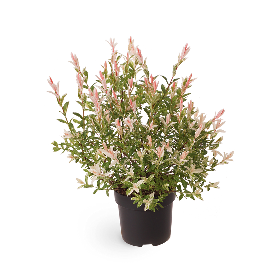 Eschenahorn 'Flamingo' Acer Outdoor