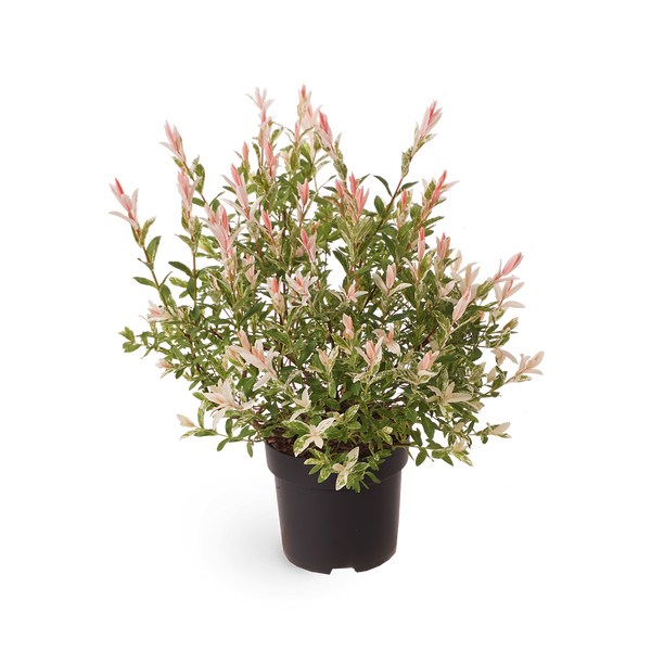 Eschenahorn 'Flamingo' Acer Outdoor